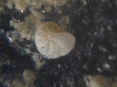 Cibicidoides dispars