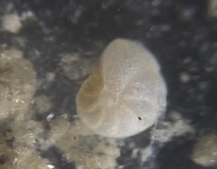Cibicidoides dispars