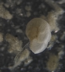 Cibicidoides dispars