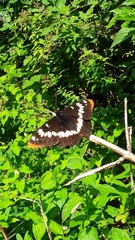 Limenitis lorquini