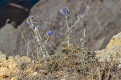 Echinops armatus