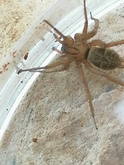 Araneae