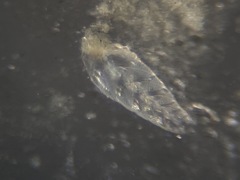 Bolivina pacifica