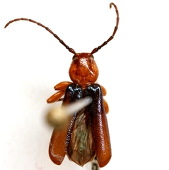 Phymatodes lengi