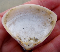 Crassula aequilatera