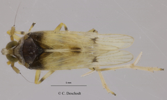 Megamelus scutellaris