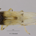 Megamelus scutellaris - Photo (c) Christian Deschodt, alguns direitos reservados (CC BY-NC), uploaded by Christian Deschodt