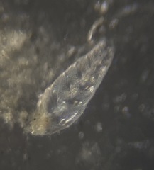 Bolivina pacifica