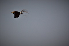 Haliaeetus leucoryphus