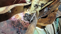 Psychosaura macrorhyncha