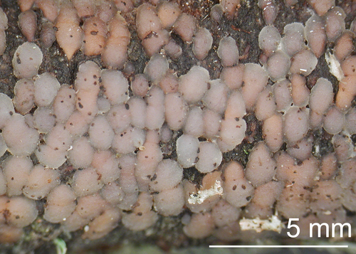 Exidia nothofagi