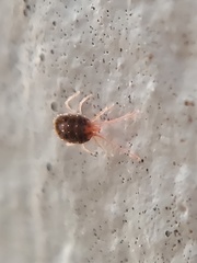 Acariformes