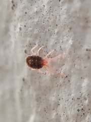 Acariformes