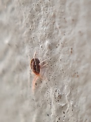 Acariformes