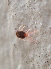 Acariformes