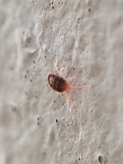 Acariformes