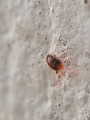Acariformes