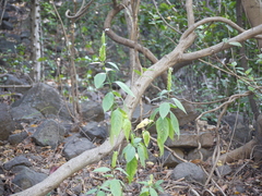 Ecbolium ligustrinum