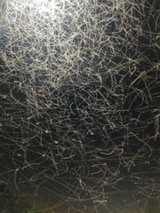 Megamelus scutellaris