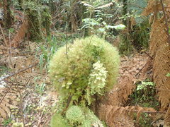 Dicranoloma robustum