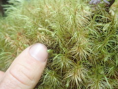 Dicranoloma robustum