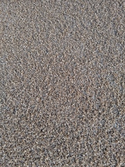 Megamelus scutellaris