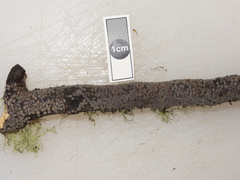 Pseudostypella nothofagi