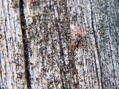 Acariformes