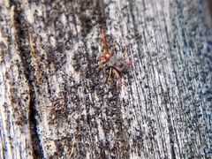 Acariformes