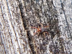 Acariformes