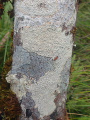 Coccotrema cucurbitula