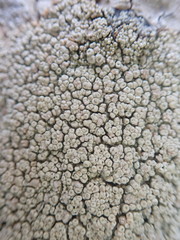 Coccotrema cucurbitula