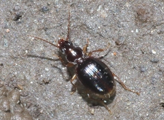 Trechus ovipennis