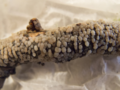 Pseudostypella nothofagi