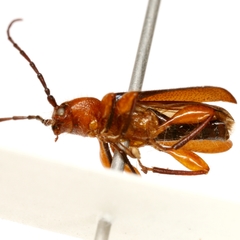 Phymatodes lengi
