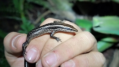 Psychosaura macrorhyncha