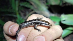 Psychosaura macrorhyncha