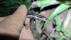 Psychosaura macrorhyncha