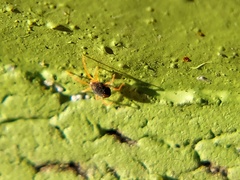 Acariformes
