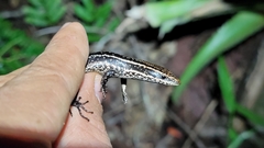 Psychosaura macrorhyncha