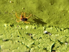 Acariformes