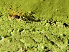 Acariformes