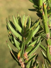 Agathosma pungens