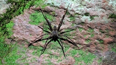 Trechaleoides
