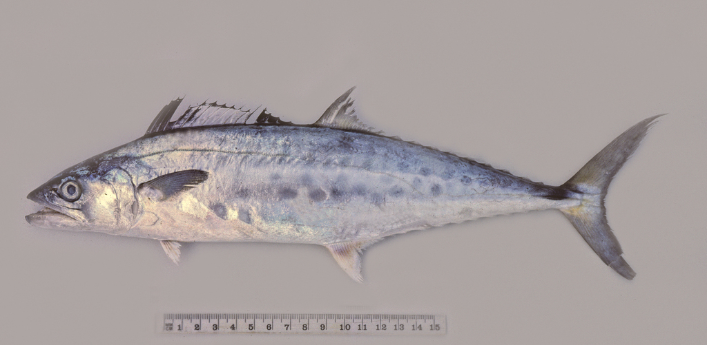 Blotched mackerel (Scomberomorus queenslandicus) — Scombridae