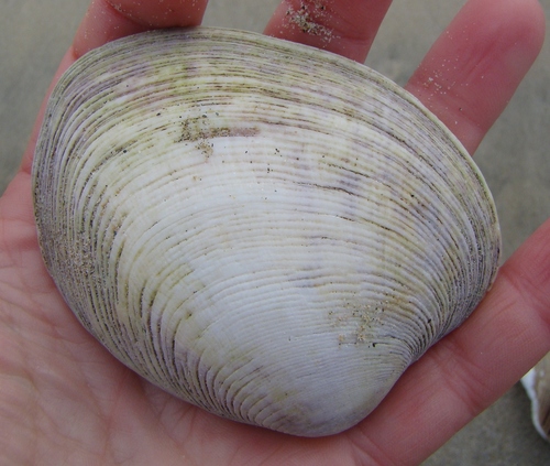 Venerupis largillierti