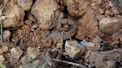 Jaguajir rochae