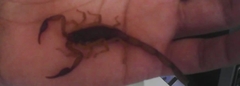 Centruroides edwardsii