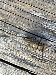 Phymatodes
