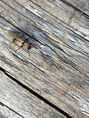 Phymatodes